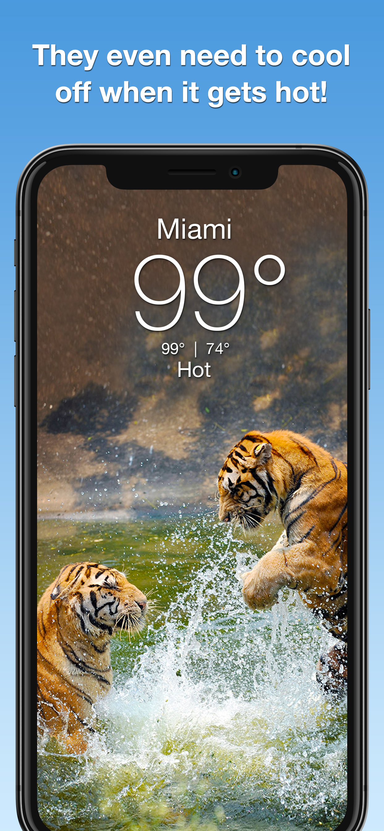 Wildlife Wallpaper Weather