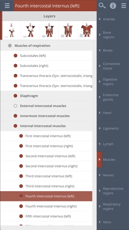 Thorax: 3D Real-time