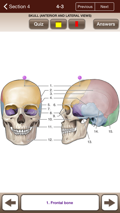 Lange Anatomy Flash Cards Screenshot