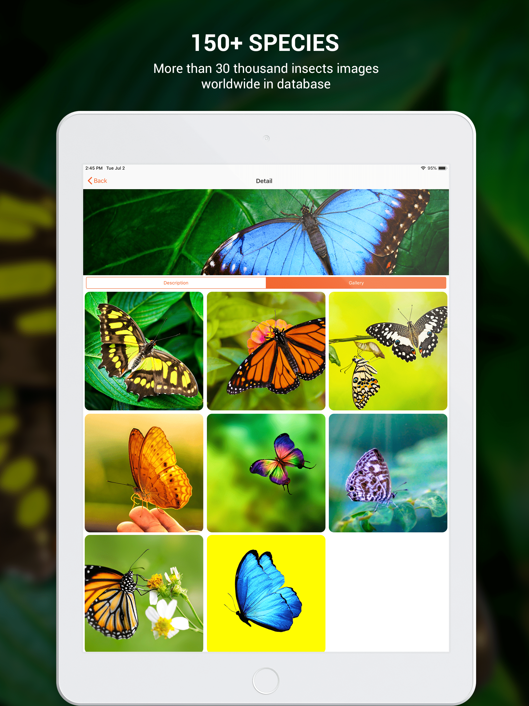 Insect identifier by photo