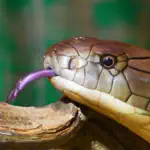 Snakes 2.0 App Alternatives