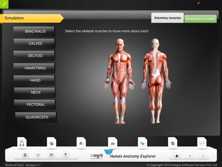 Human Anatomy - Muscular