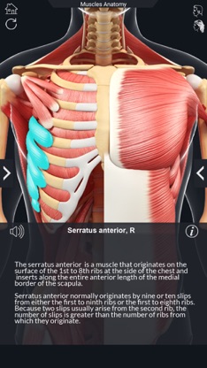 My Muscle Anatomy screenshot 5