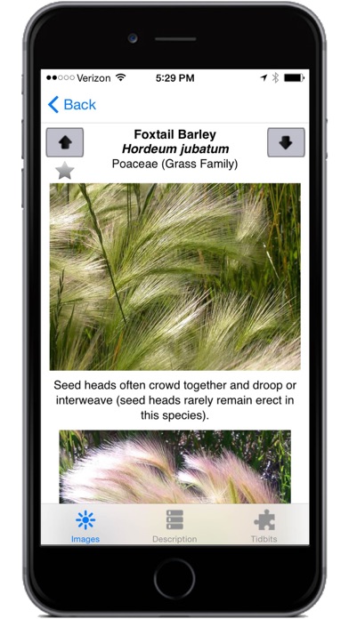 Montana Grasses Screenshot