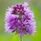 How many times have you been out and about in the countryside looked at a plant and wondered was it edible or not