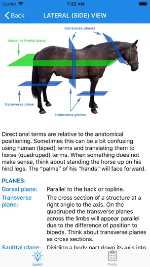 Equine Anatomy Learning Aid iPhone Screenshot 3