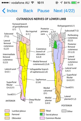 Game screenshot Anatomy Lectures Limbs apk