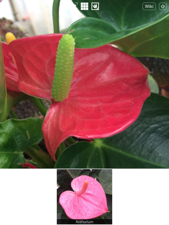 Screenshot #5 pour Instant Flower