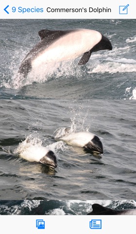 Antarctic Wildlife Guideのおすすめ画像3