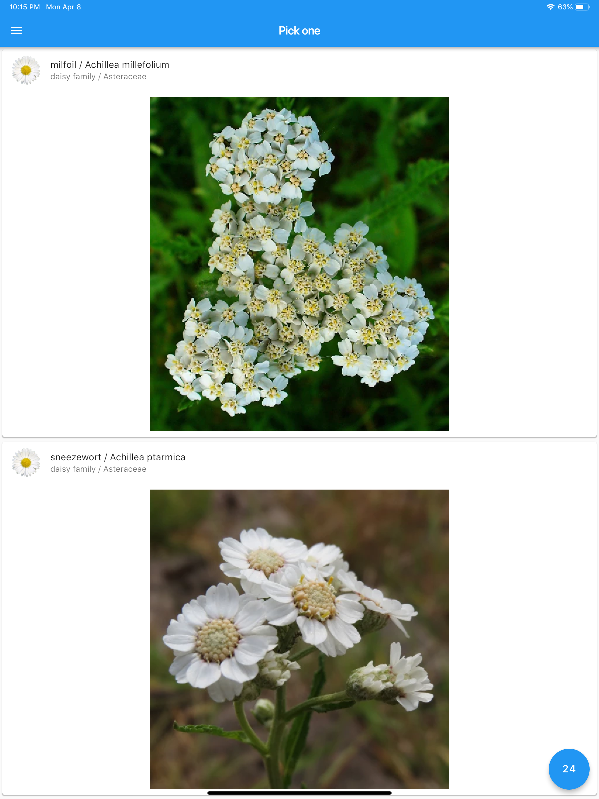 What's that flower?