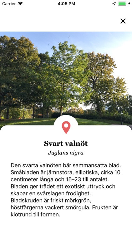 Träd i Malmö screenshot-3