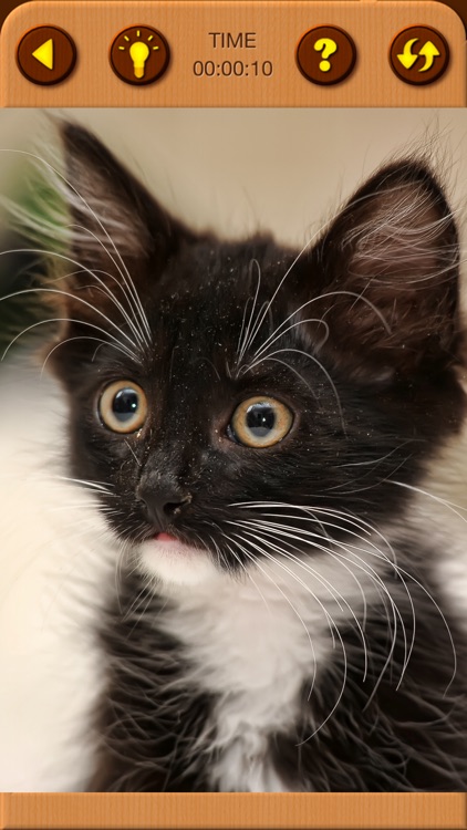 Cat Kitten Jigsaw Puzzle Games screenshot-8