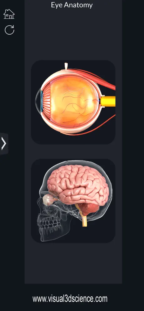 My Eye Anatomy