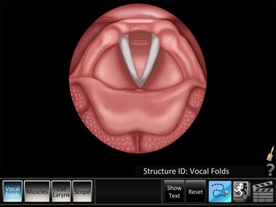 Screenshot #4 pour Vocal Folds ID