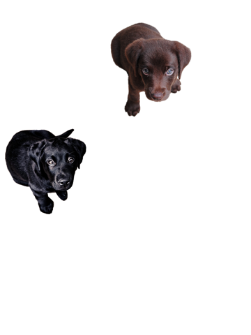 Screenshot #4 pour Attrape le Chien!