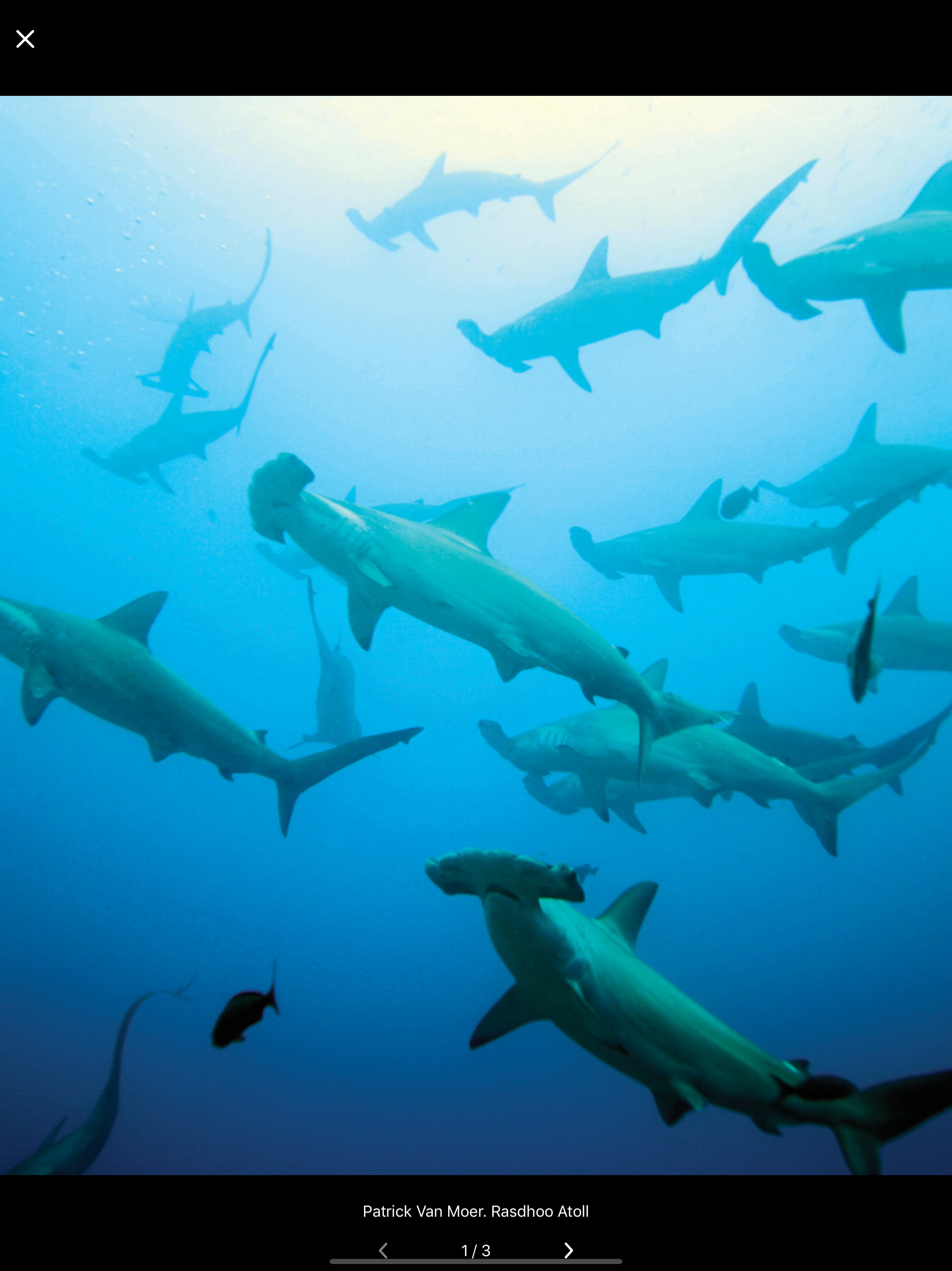 Fishes of the Maldives