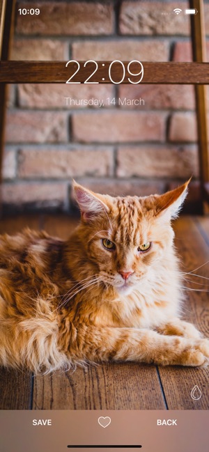 Cat Wallpapers °(圖3)-速報App