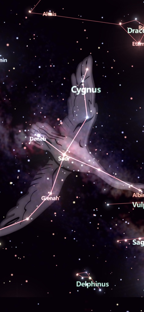 Star Tracker Lite-Live Sky Map - Witness the graceful Cygnus constellation brought to life with detailed artwork and labeled stars such as Deneb and Sadr.