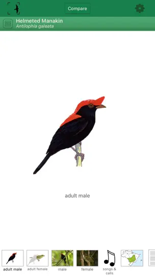 Capture d'écran de Birds Of Brazil sur iPhone 1