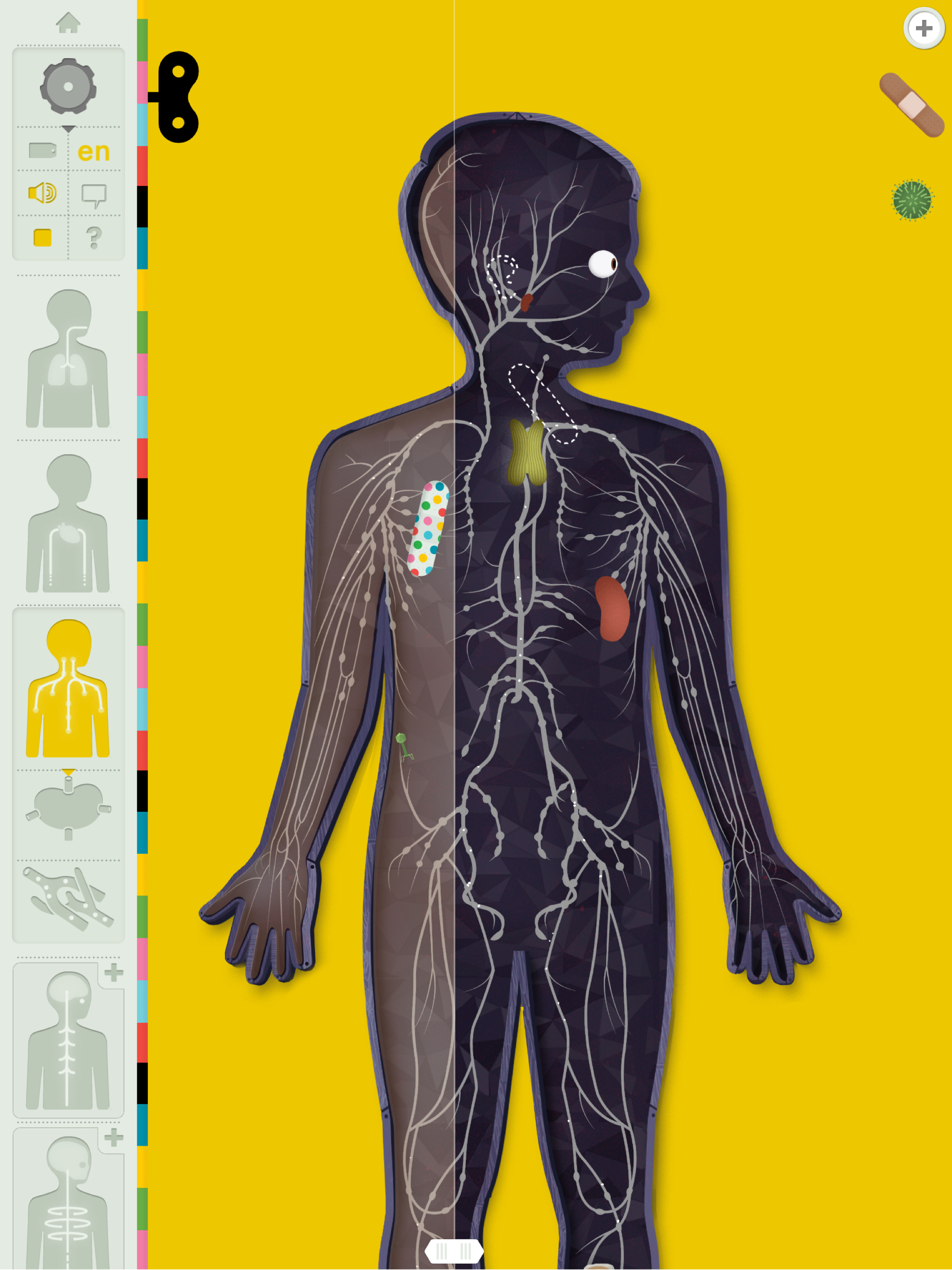The Human Body Lite