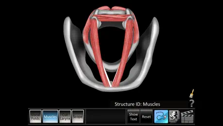 Vocal Folds ID