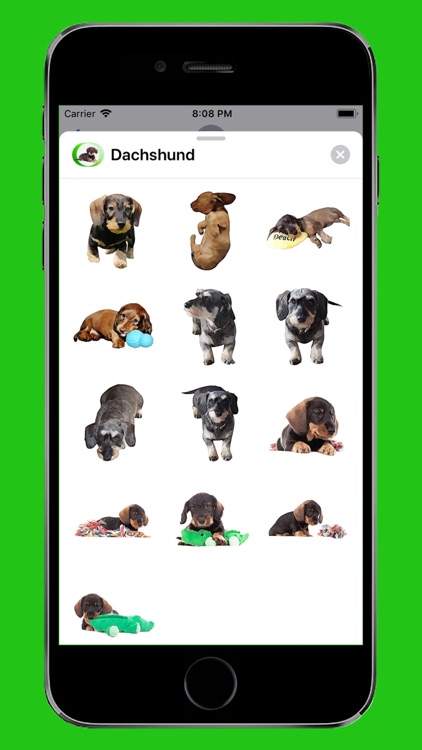 Dachshund Sticker Pack screenshot-3