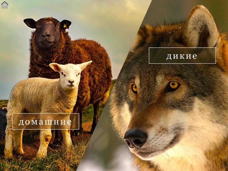 Животные JFLF Lite screenshot-3