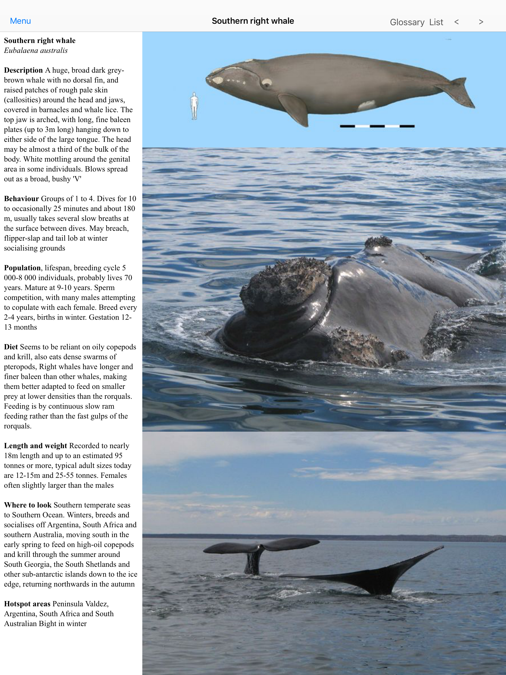 Dolphins and Whales screenshot 7