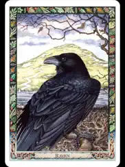 druid oracle cards айпад изображения 2