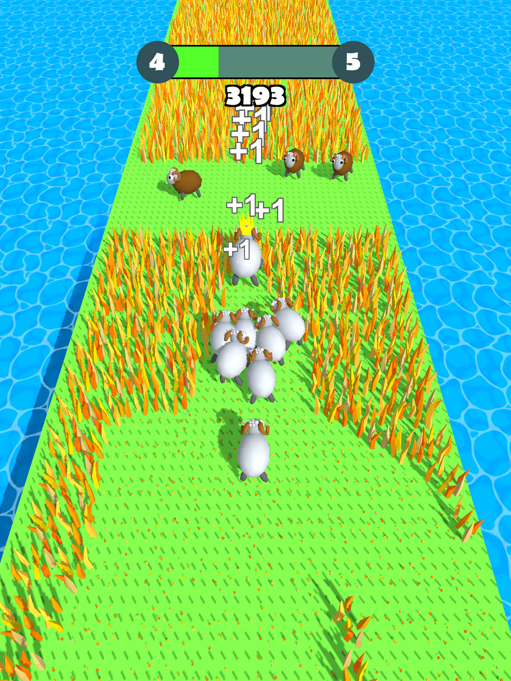 Sheep Graze