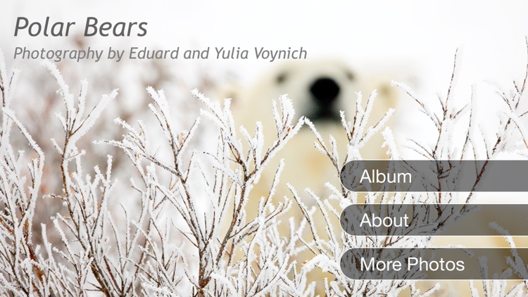 Album Polar Bears HD