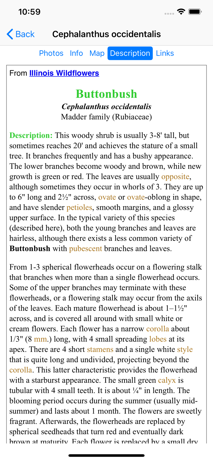 South Carolina Wildflowers