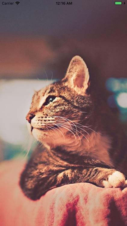 Cat Wallpapers Cute screenshot-5