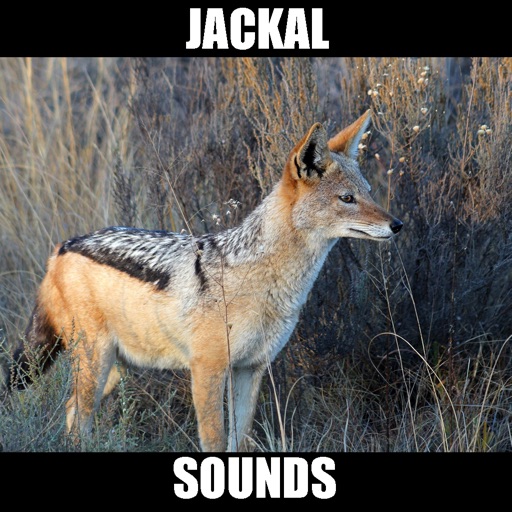 Jackal Sounds Effects icon