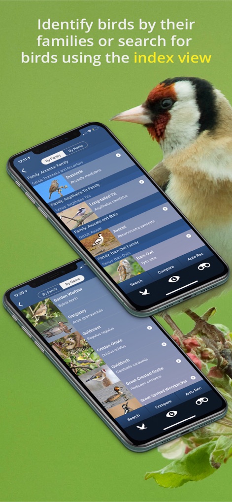 Bird Song Id UK - bird-song-id-uk-bird-identification-index