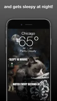 grumpy cat's funny weather iphone screenshot 3