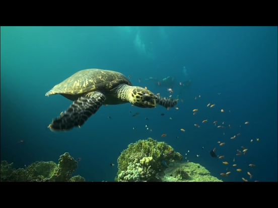 Video Touch - 海洋生物のおすすめ画像4