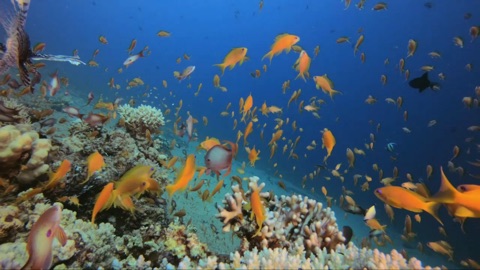 Screenshot #6 for Deap Sea Aquarium 4K