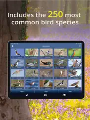 bird id - british isles birds ipad capturas de pantalla 3