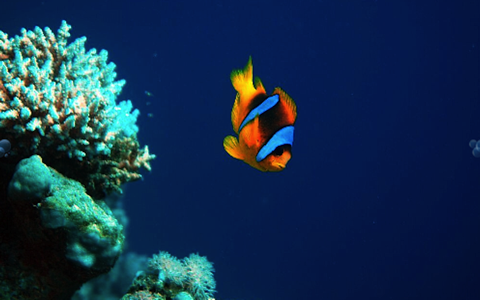Diving In The Red Sea - náhled