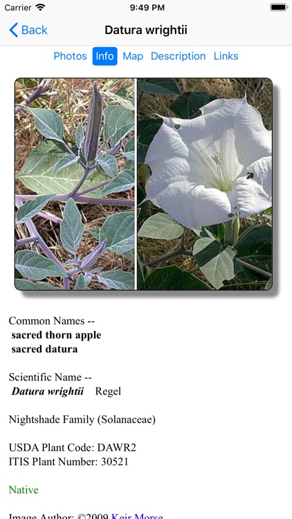 South California Wildflowers screenshot-5