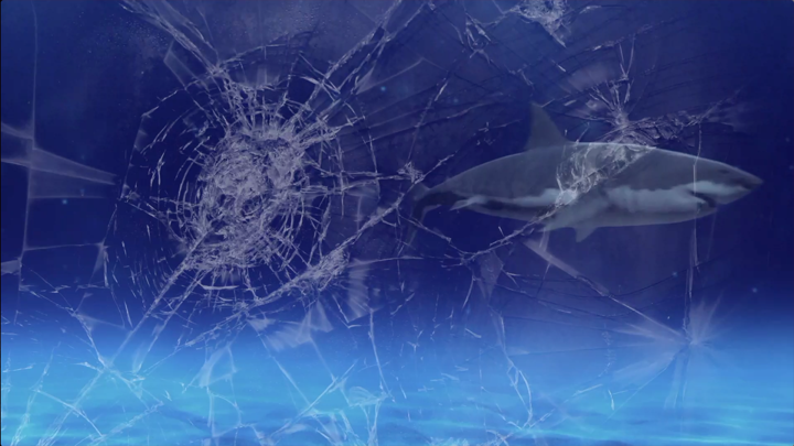 Screenshot #1 pour Shark Attack Video Wallpaper