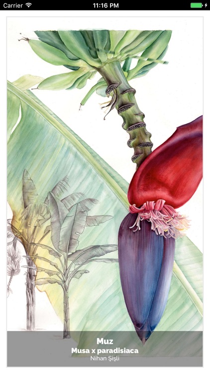 Z Dergisi screenshot-8