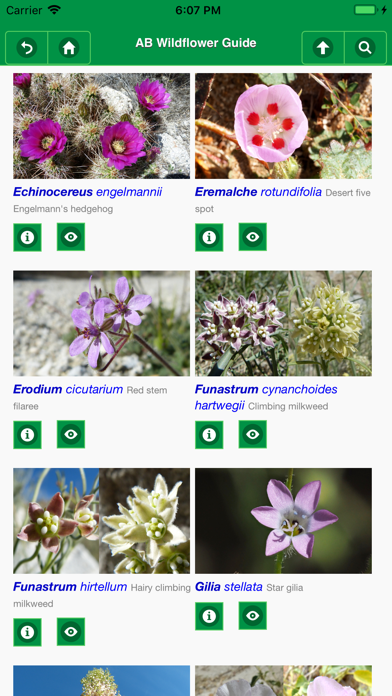 Anza-Borrego Wildflowers Lite Screenshot