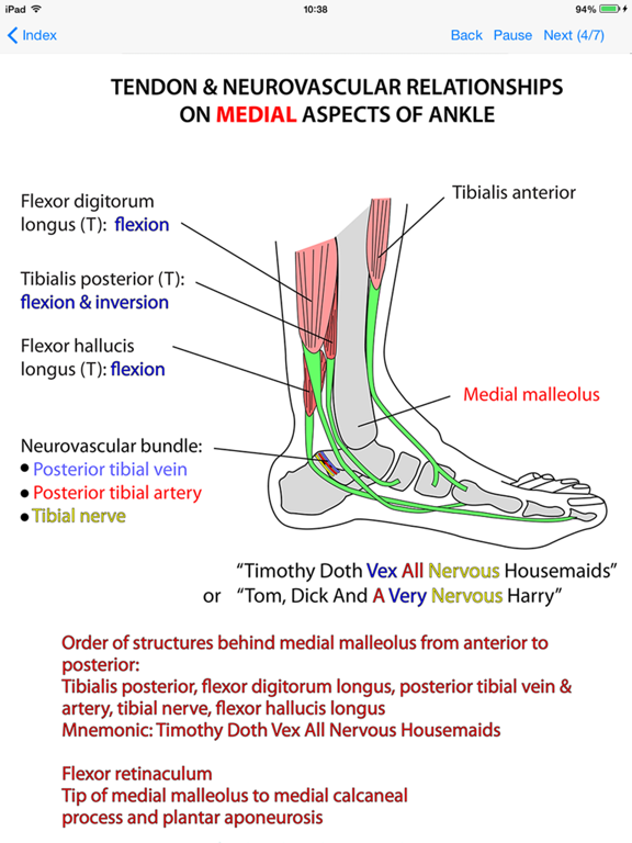 Anatomy Lectures Limbs iPad screenshot 5 - Medical app