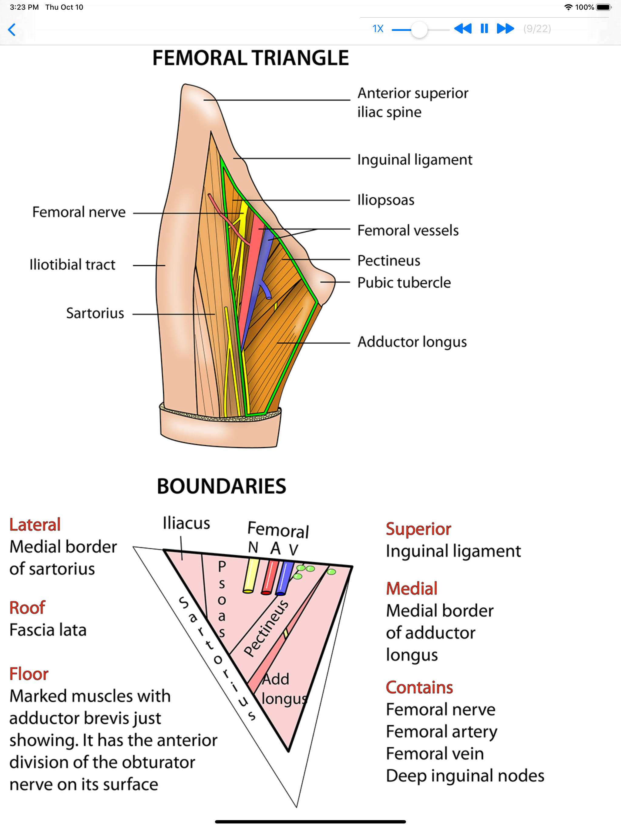 Anatomy Lectures Limbs screenshot 8