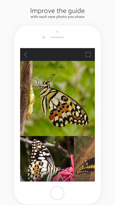 Leps by Fieldguide iPhone screenshot 6 - Education app