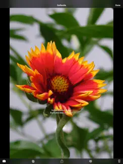 Plant Album iPad image 3