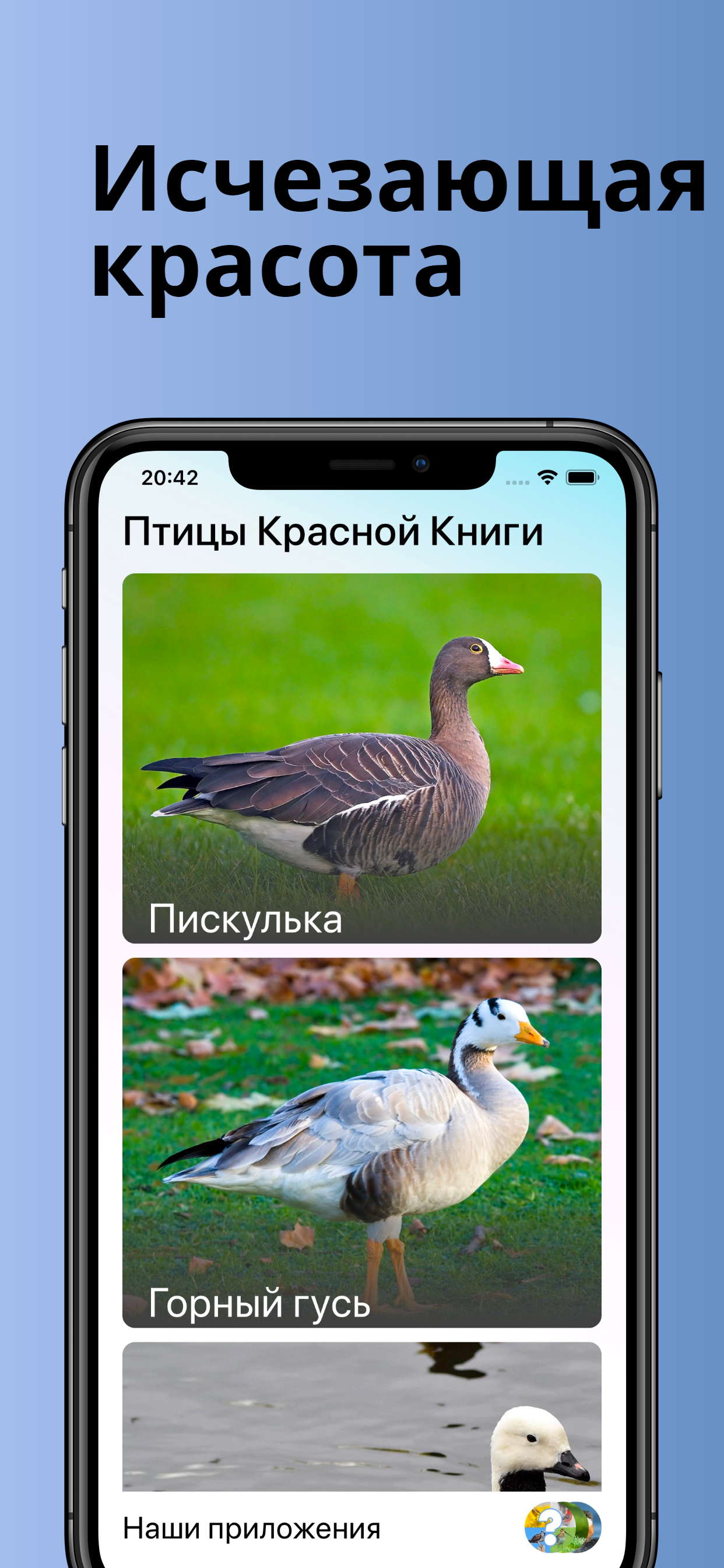 Птицы Красной Книги России