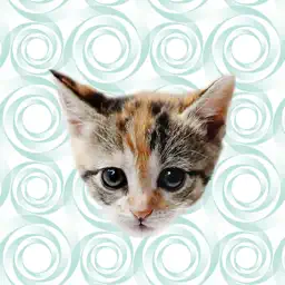 Cute Kitten - Stickers app icon